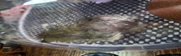 Chickens poultry for sale: Day old chick - Advert 3