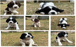 English Springer Spaniel dogs for sale: Gorgeous KC Registered Springer Spaniel Puppies in Thirsk - Image 1
