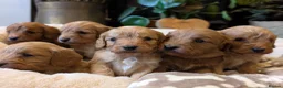 Cavapoo dogs for sale: ⭐⭐⭐⭐⭐ F1 Cavapoo puppies Health tested parents.  - Advert 7