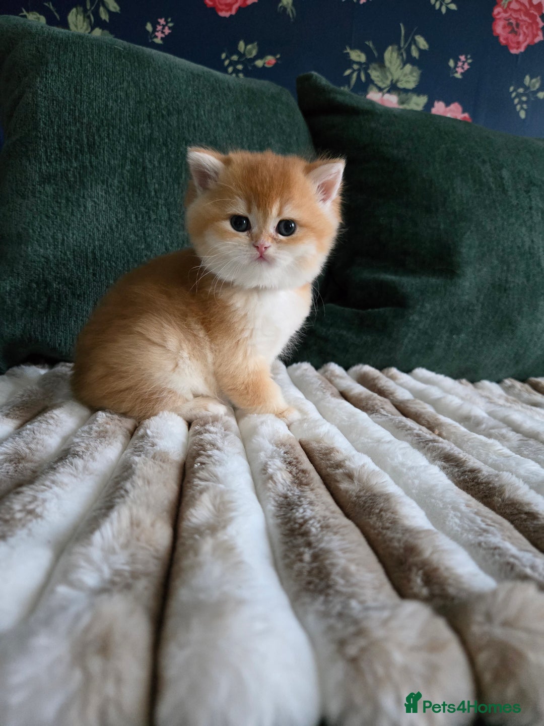 British Shorthair cats for sale: Gorgeous golden fluffs ready in October in Peterborough - Image 3