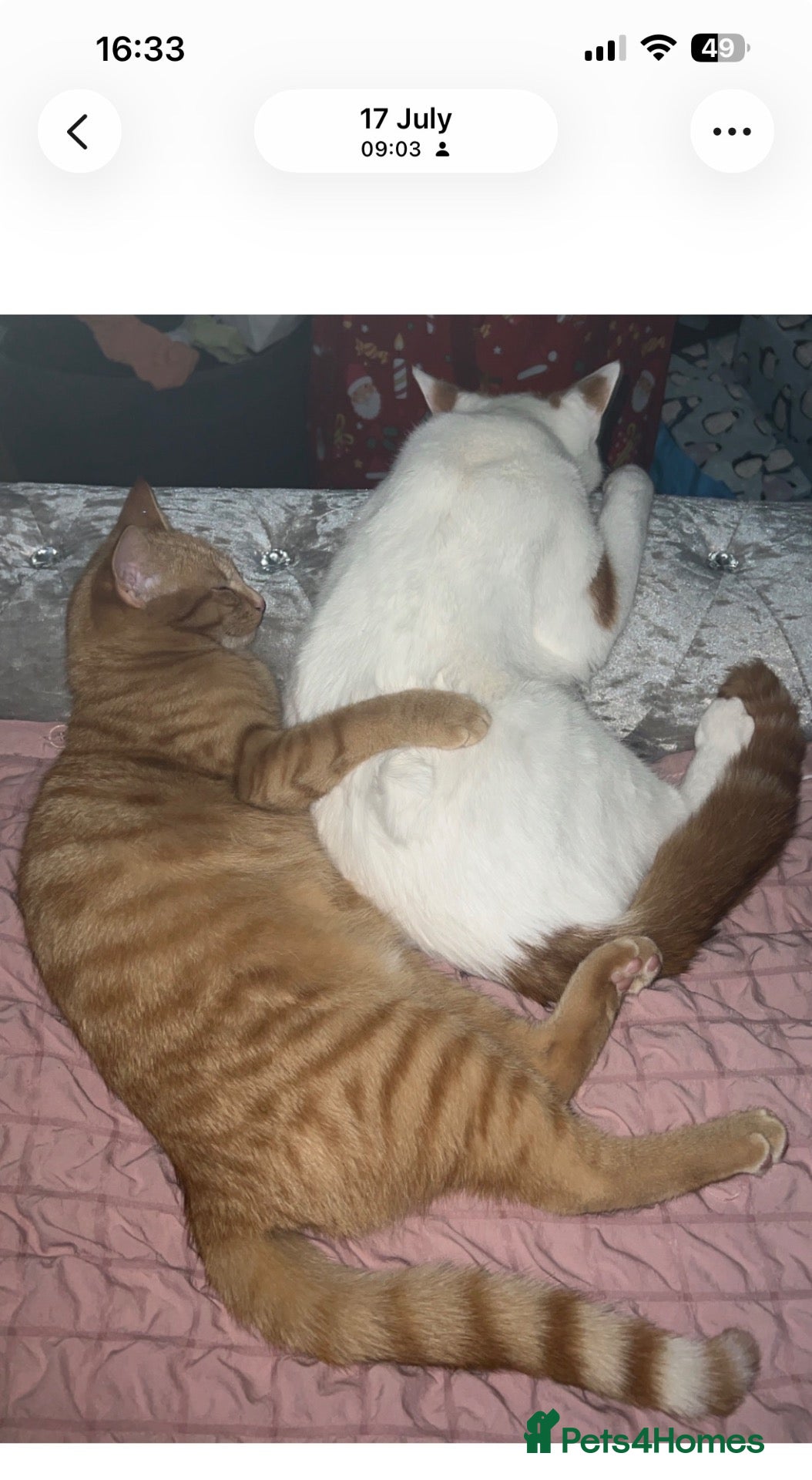 Mixed Breed cats for sale: 3 cats - Advert 10