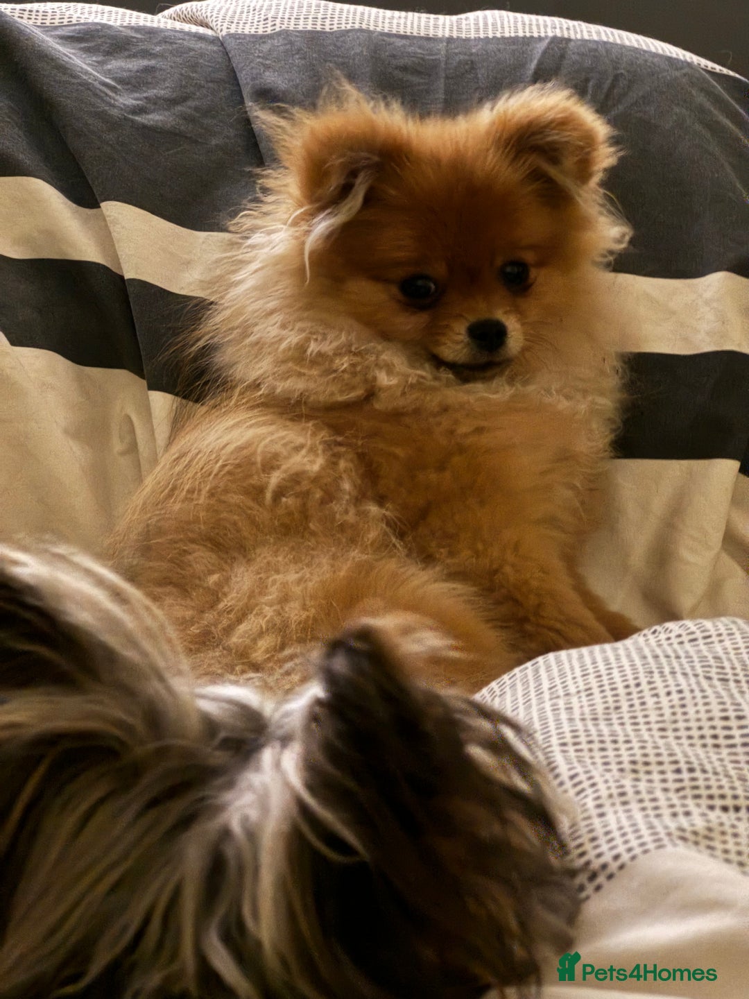 Pomeranian dogs for sale: Biscoff  - Advert 4