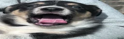 Mixed Breed dogs for sale: Beautiful tri colour border collie pups in Builth Wells - Advert 6