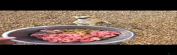 Mixed Breed dogs for sale: Whippet cross whippet lurcher male - Advert 5