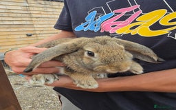 Mixed Breed rabbits for sale: Pair of bucks - Image 3