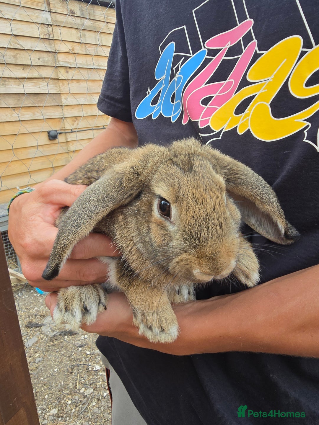 Mixed Breed rabbits for sale: Pair of bucks - Image 3