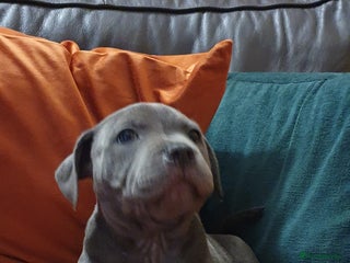 Staffordshire Bull Terrier dogs ❤️❤️ Ready for forever home ❤️❤️ - Advert 15