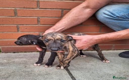 Mixed Breed dogs for sale: Lurcher puppies  - Image 3