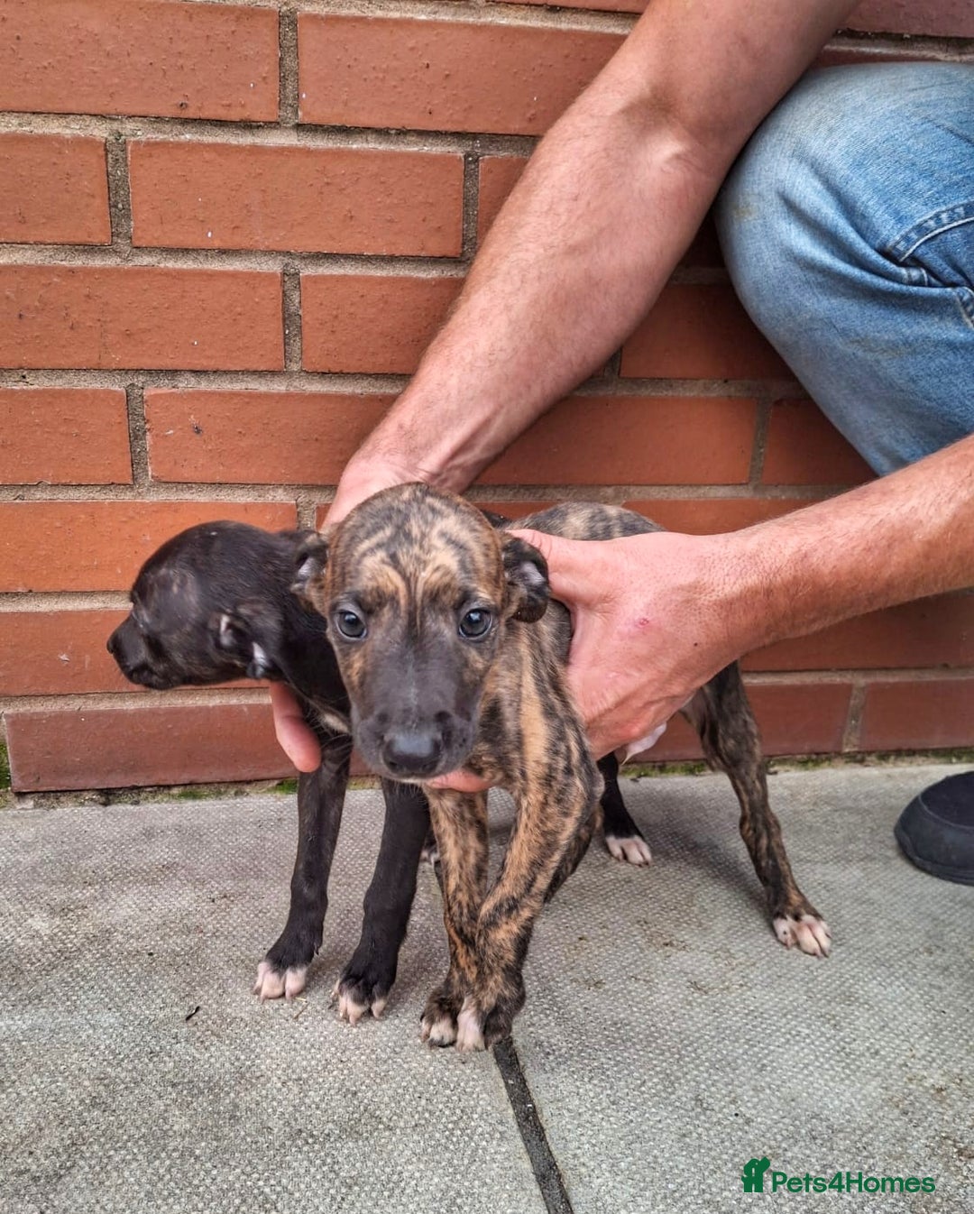 Mixed Breed dogs for sale: Lurcher puppies  - Image 3
