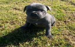 Staffordshire Bull Terrier dogs for sale: Great purebred Staffys for pet loving homes - Image 1