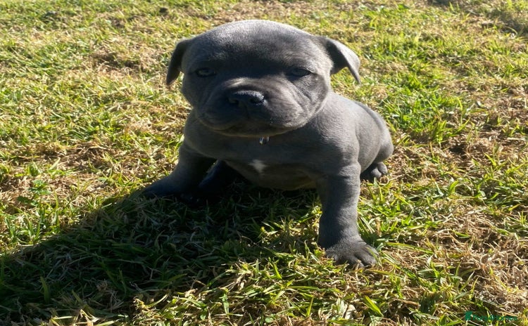 Staffordshire Bull Terrier dogs - Advert 13