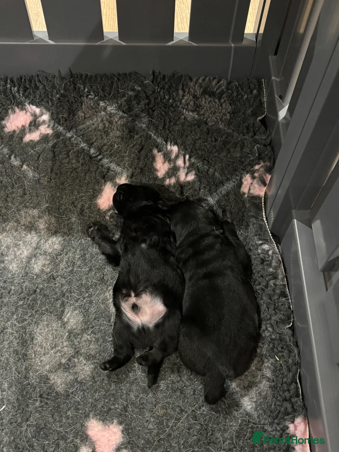 Labrador Retriever dogs for sale: Beautiful show bred Labrador puppies  in Bury Saint Edmunds - Advert 8