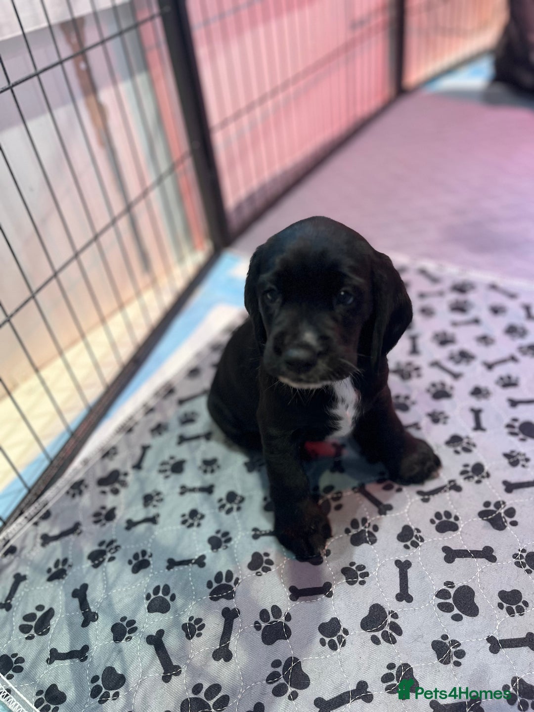 Bocker dogs for sale: Bocker Puppies for Sale - Image 8