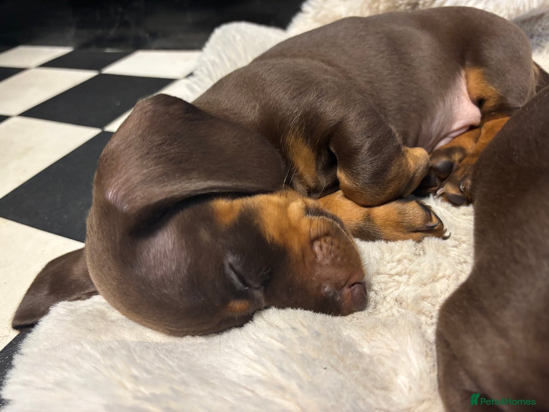 Miniature Dachshund dogs for sale: Mini chocolate Dachshunds in Luton - Image 15