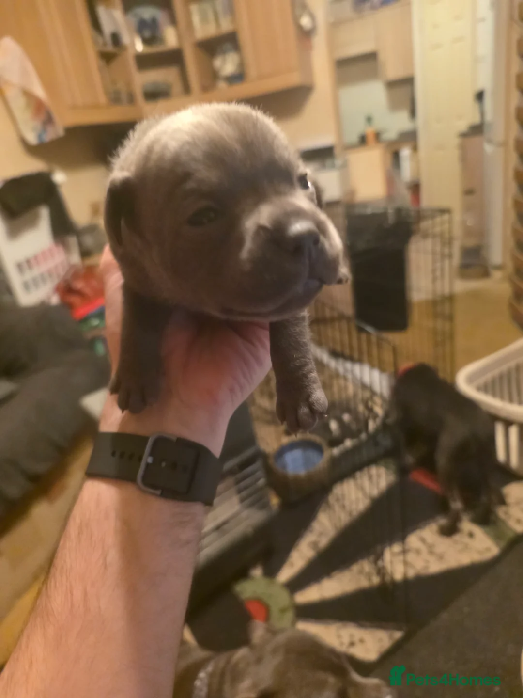 Staffordshire Bull Terrier dogs for sale: Blue Staffordshire Bull Terrier - Advert 7