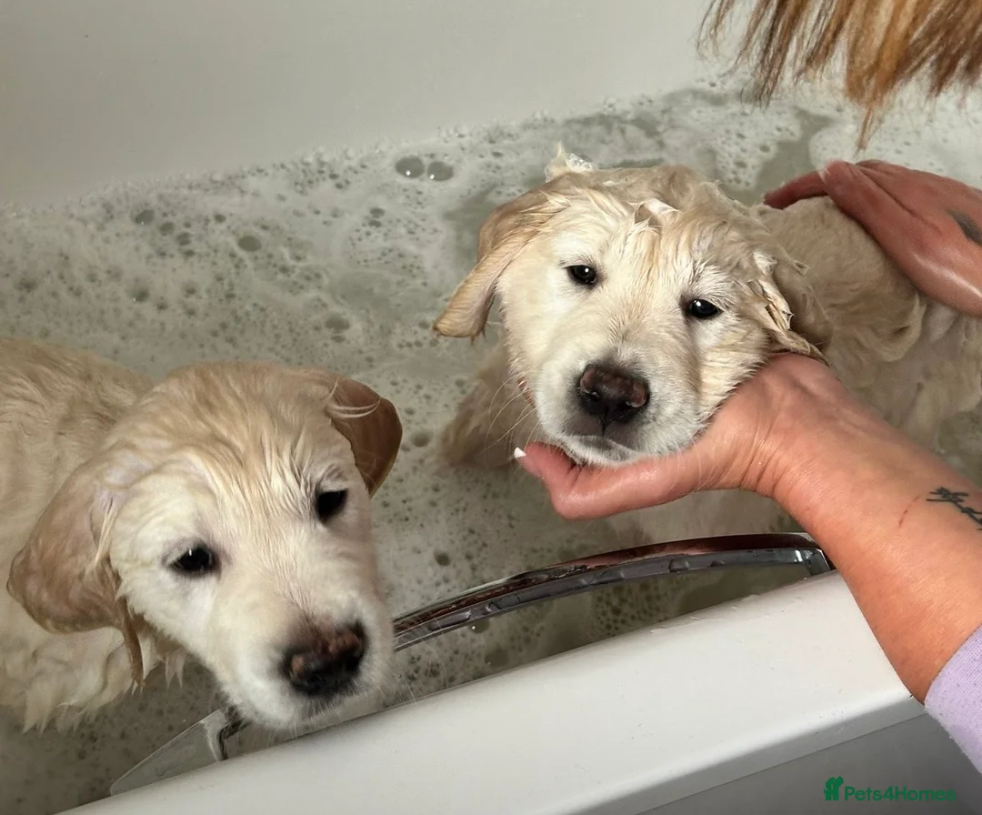 Golden Retriever dogs for sale: February Litter Announcement  - Advert 12