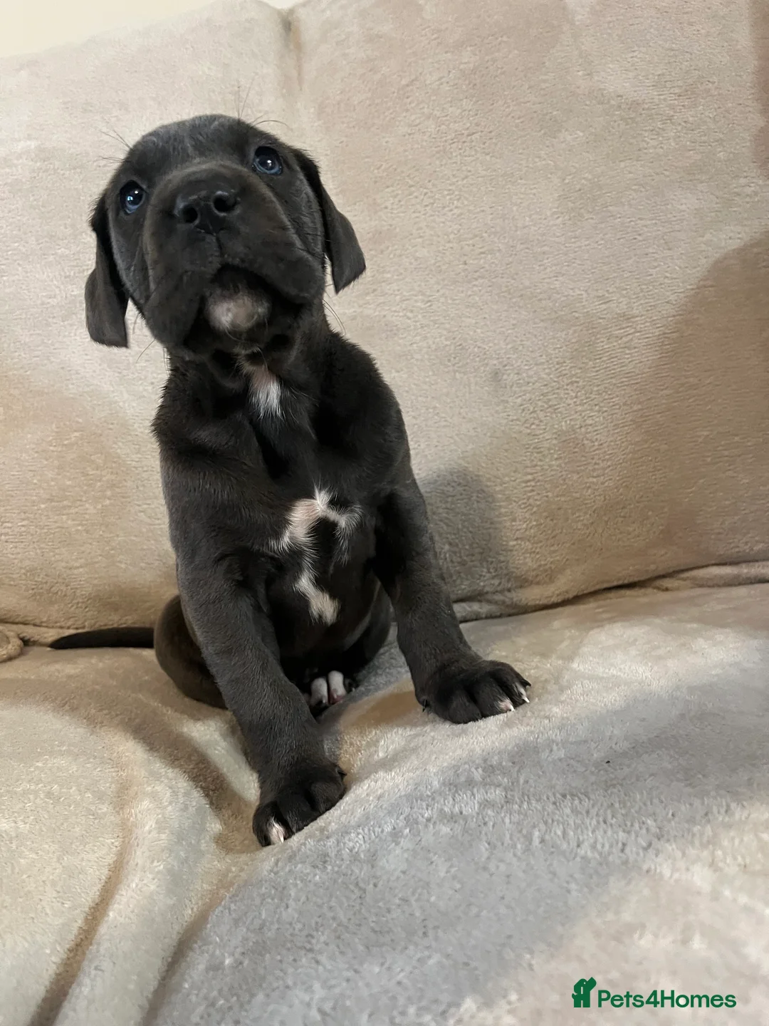 Mixed Breed dogs for sale: Italian daniff (Great Dane x canecorso) in Fareham - Advert 2