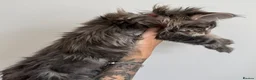 Maine Coon cats for sale: Champion line kittens 🥰 - Advert 25