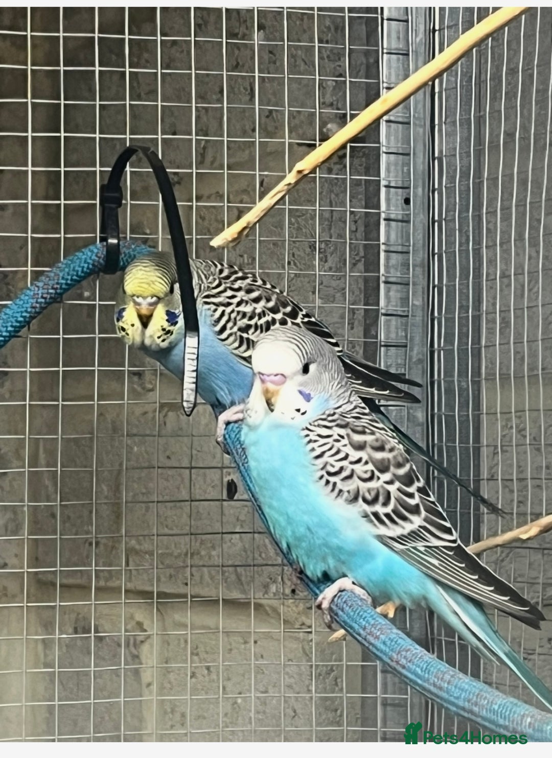 Budgerigars birds for sale: Baby budgies  - Advert 4