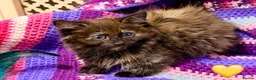 Mixed Breed cats for sale: 💖 MAINE COON X RAGDOLL *PARENTS HEALTH TESTED* 💖 - Advert 17
