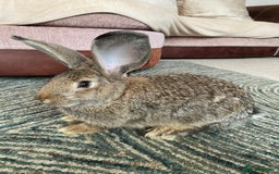 Continental Giant rabbits for sale: Continental giant rabbits  - Image 15
