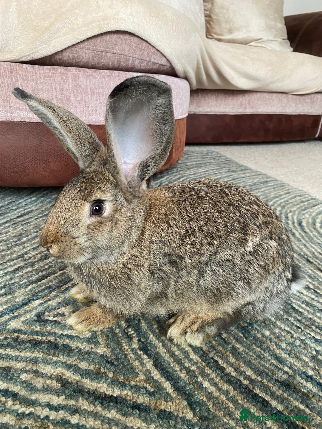Continental Giant rabbits for sale: Continental giant rabbits  - Image 15