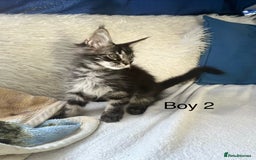 Maine Coon cats for sale: XXL  Ready Now TICA pure bread Maine Coon Kittens  - Image 25