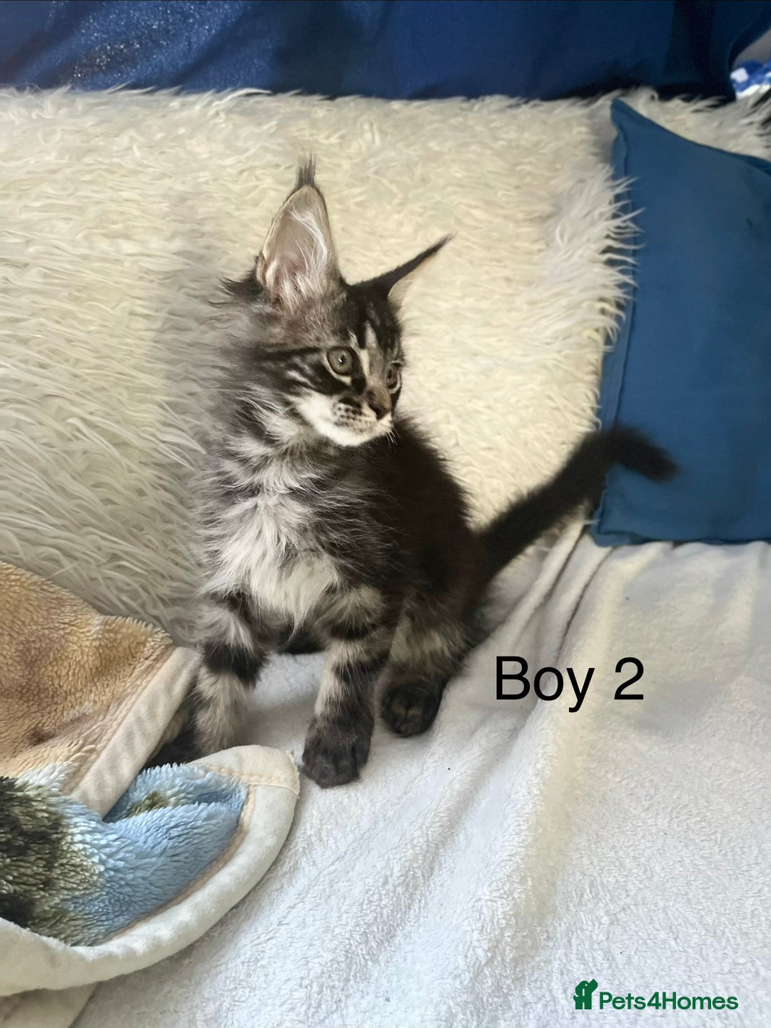 Maine Coon cats for sale: XXL  Ready Now TICA pure bread Maine Coon Kittens  - Image 25