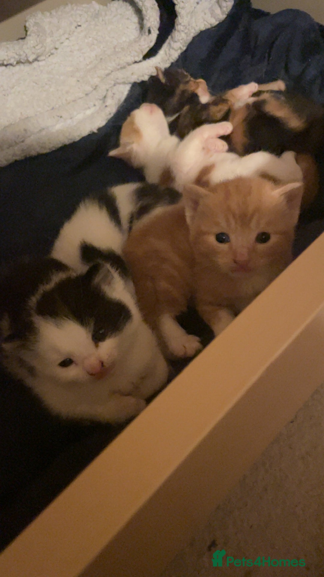 British Shorthair cats for sale: Beautiful kittens  - Image 1