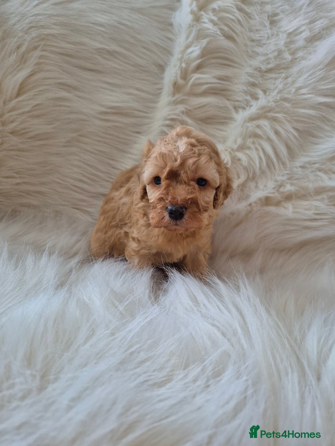 Cockapoo dogs for sale: F1B COCKAPOO PUPPIES  - Image 6
