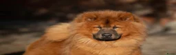 Eurasier dogs for sale: Gorgeous Eurasier Puppies - Advert 7