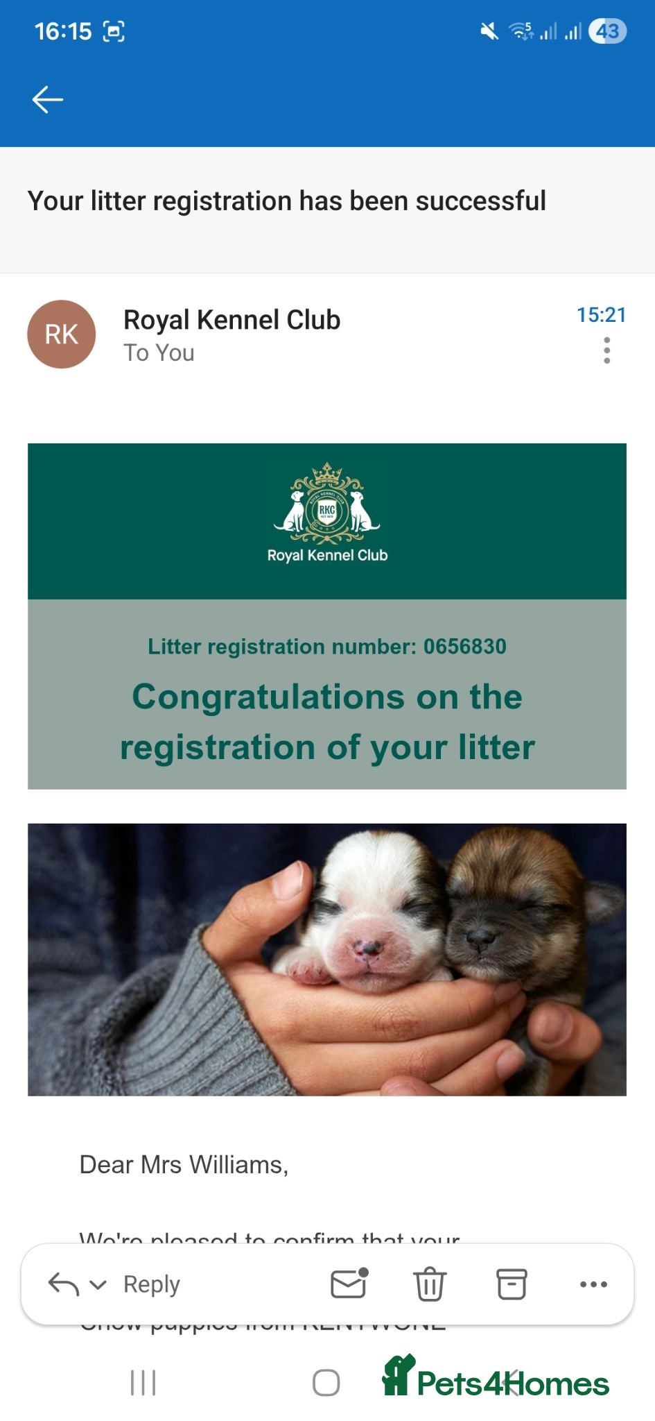 Chow Chow dogs for sale: KC REG CHOW CHOW PUPPIES - Advert 1