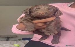 Cockapoo dogs for sale: Beautiful Cockerpoo puppies - Image 10