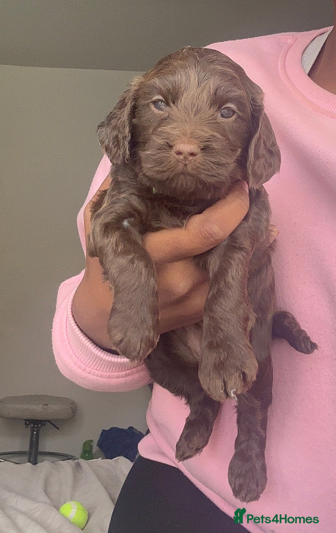 Cockapoo dogs for sale: Beautiful Cockerpoo puppies - Image 10