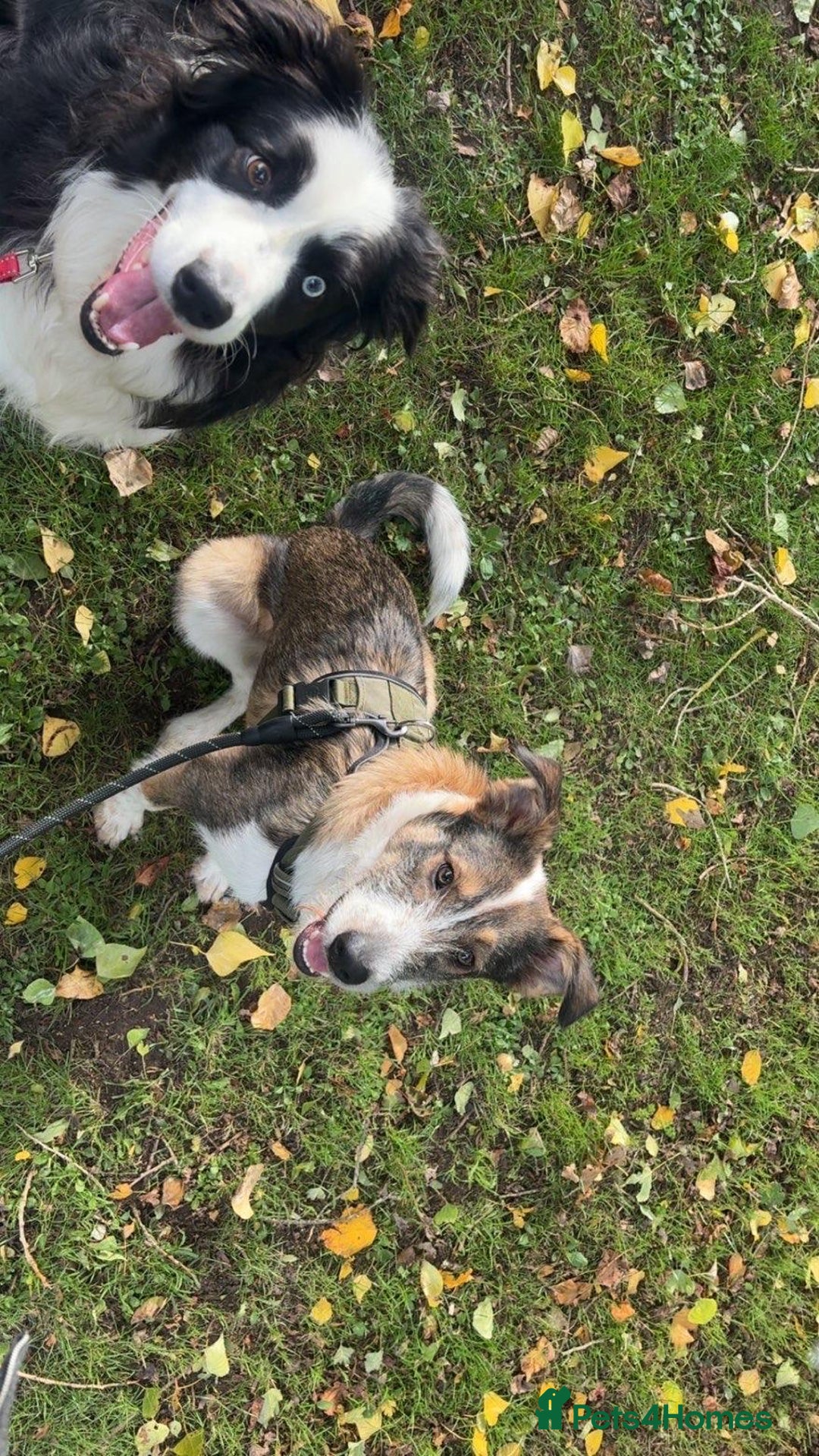 Mixed Breed dogs for adoption: 🐾💛 DIGBY – The Affectionate Big Softie! 💛🐾 - Advert 25