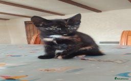 Mixed Breed cats for sale: Beautiful kittens  - Image 1