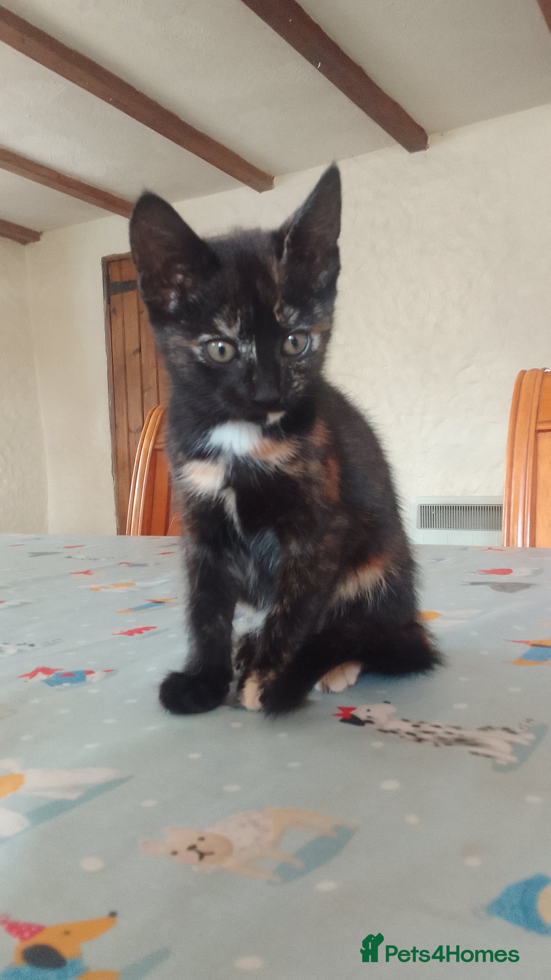 Mixed Breed cats for sale: Beautiful kittens  - Image 1