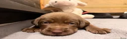 Labrador Retriever dogs for sale: Beautiful Chocolate & Black Labrador Puppies in Torquay - Advert 27