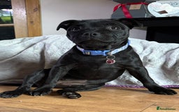 Staffordshire Bull Terrier dogs for sale: 1 male 1 female looking for their forever home. - Image 4