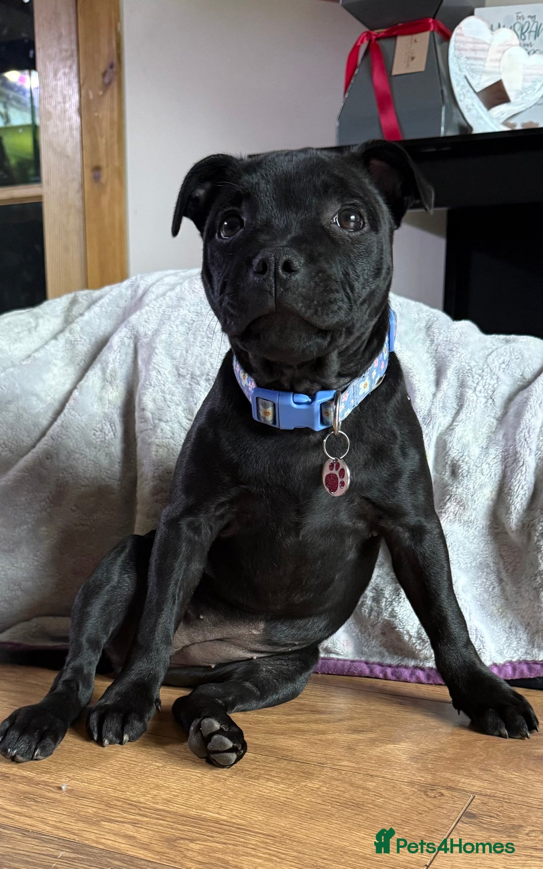 Staffordshire Bull Terrier dogs for sale: 1 male 1 female looking for their forever home. - Image 4