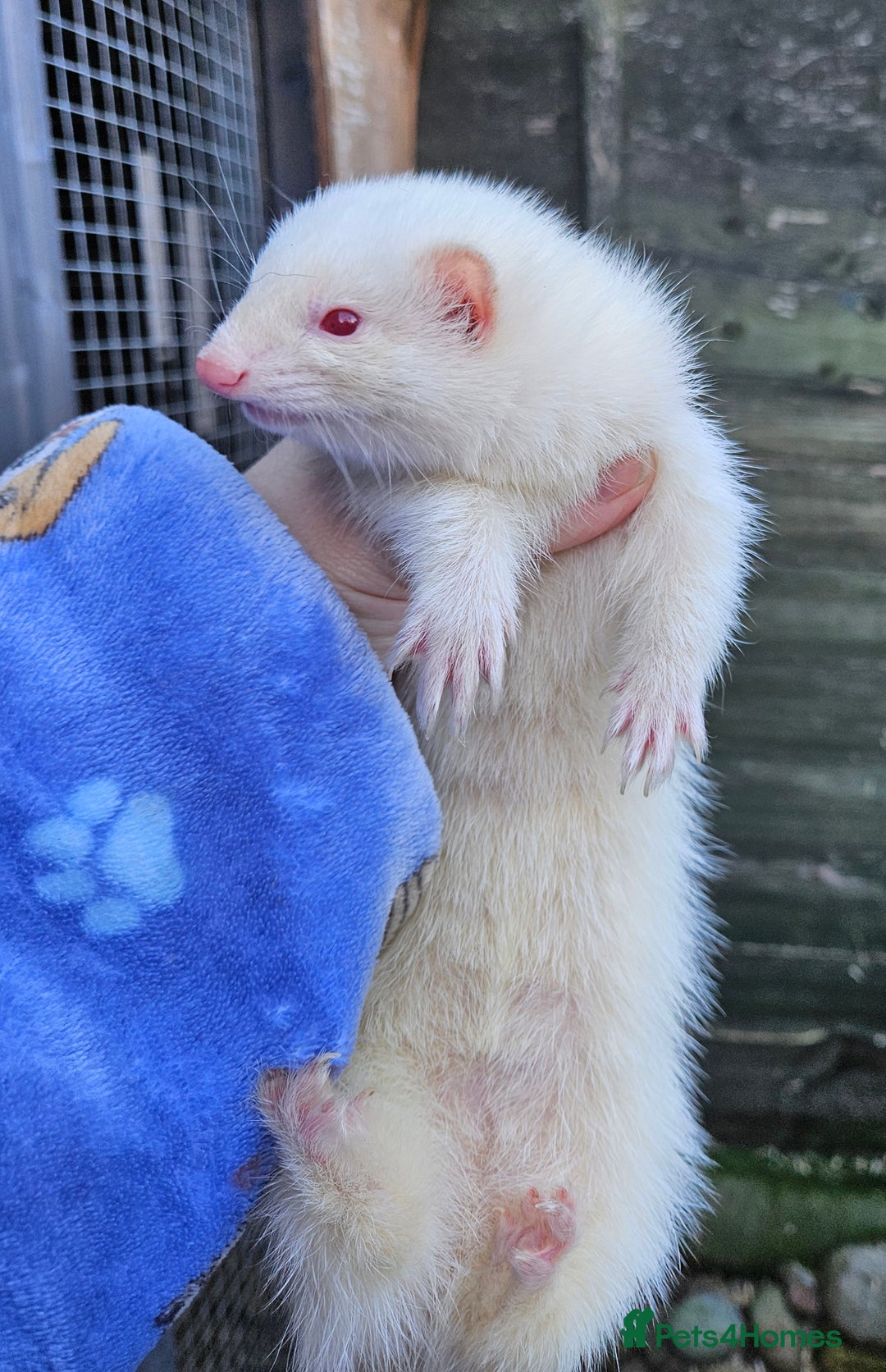 Ferret rodents for sale: Micro albino jill tame  - Advert 3
