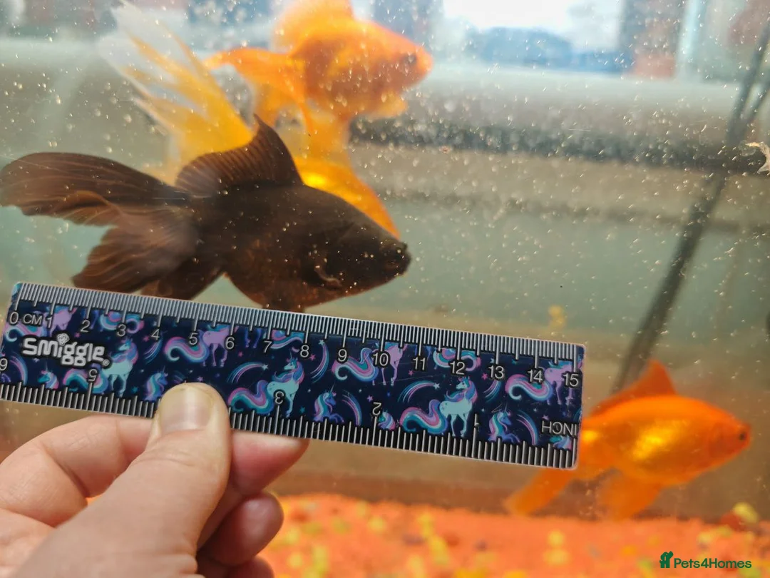 Goldfish fish for sale: Goldfish , Veiltail , Fancy, Telescope black in Glasgow - Advert 11