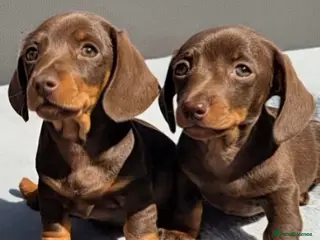 Miniature Dachshund dogs Gorgeous KC Reg, PRA Clear miniature dachshunds - Advert 2