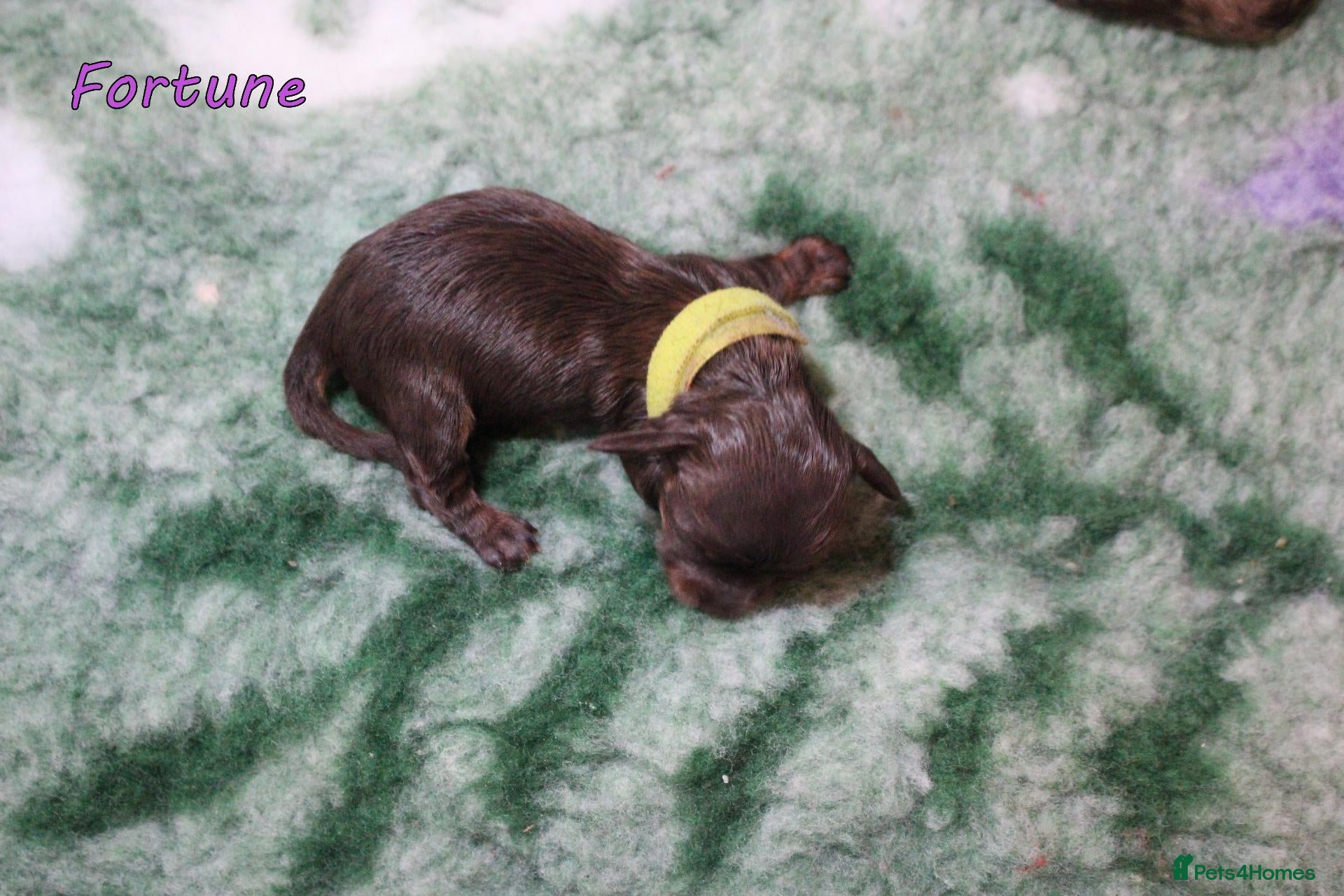 Miniature Dachshund dogs for sale: 🌟 Dapple&Choc&Black PRA Clear KC reg – Dec 26 🌟 - Advert 2