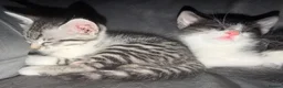 Savannah cats for sale: Savannah mixed kittens - Advert 4
