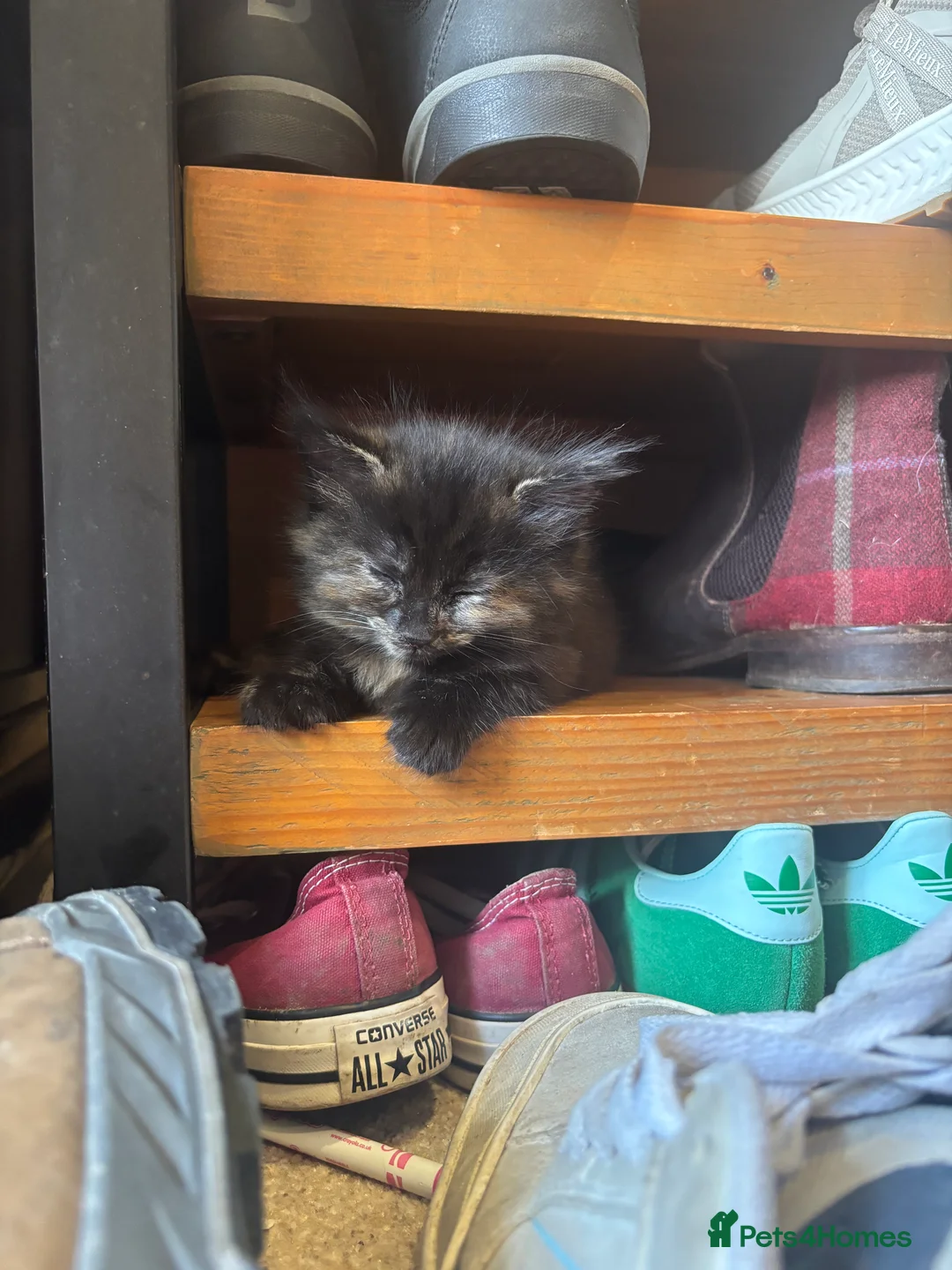 British Shorthair cats for sale: Adorable Kittens Looking for Loving Homes - Advert 2