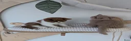 British Shorthair cats for sale: GCCF British Shorthair kittens  - Advert 7