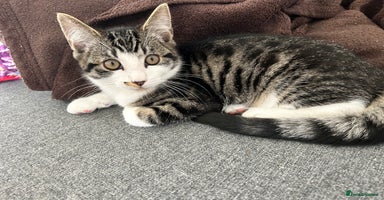 Ragcoon cats in Shepton Mallet - Advert 3