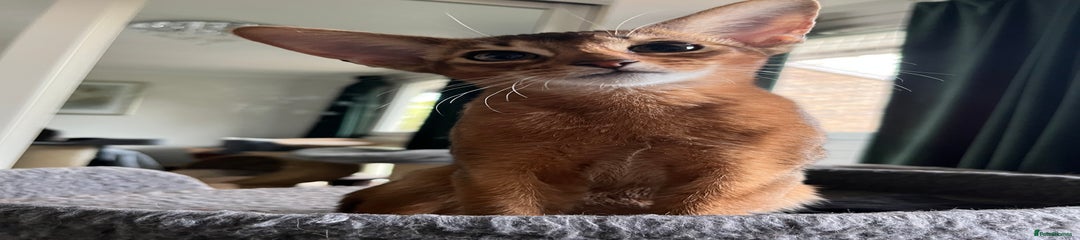 Abyssinian Kitten 1