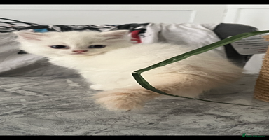 Scottish Fold cats - Advert 5